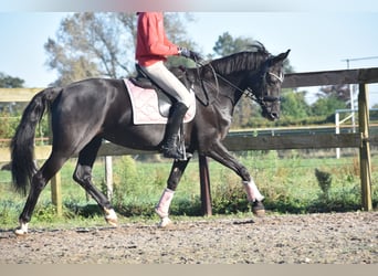 KWPN, Yegua, 15 años, 163 cm, Negro