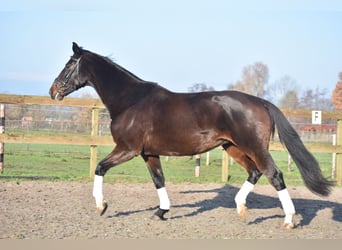 KWPN, Yegua, 15 años, 167 cm, Castaño oscuro
