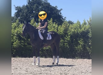 KWPN, Yegua, 15 años, 167 cm, Castaño oscuro