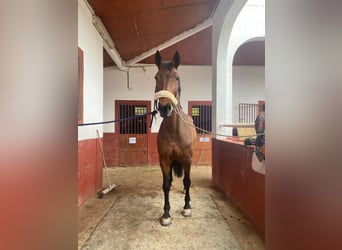 KWPN, Yegua, 15 años, 168 cm, Castaño