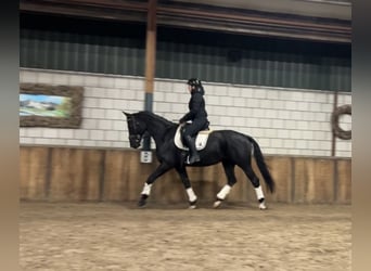 KWPN, Yegua, 15 años, 170 cm, Negro