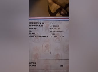KWPN, Yegua, 15 años, 171 cm, Castaño oscuro