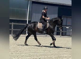 KWPN, Yegua, 16 años, 163 cm