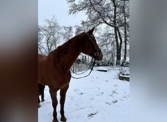 KWPN, Yegua, 16 años, 165 cm, Alazán-tostado