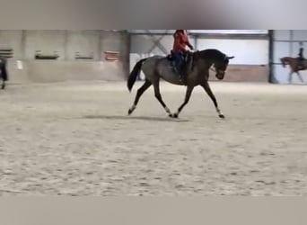 KWPN, Yegua, 16 años, 166 cm, Castaño oscuro