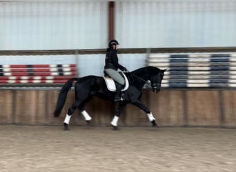 KWPN, Yegua, 16 años, 170 cm, Negro