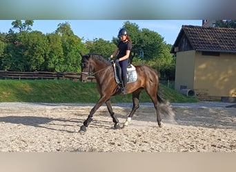 KWPN, Yegua, 16 años, 174 cm, Castaño oscuro