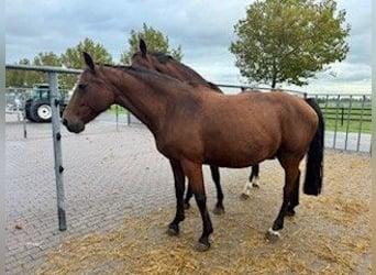 KWPN, Yegua, 16 años, Castaño