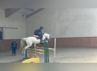 KWPN, Yegua, 17 años, 140 cm, Tordo