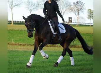 KWPN, Yegua, 17 años, 160 cm, Castaño oscuro