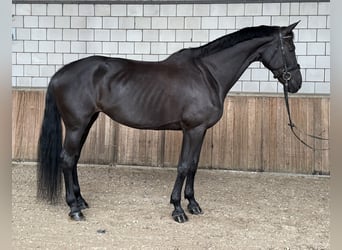 KWPN, Yegua, 17 años, 172 cm, Negro