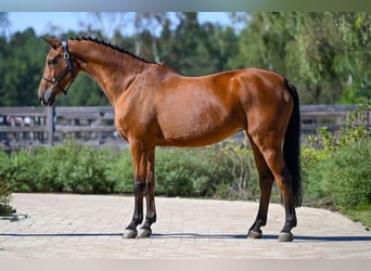 KWPN, Yegua, 18 años, 167 cm, Castaño