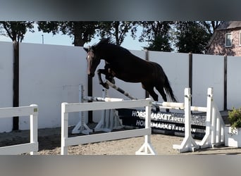 KWPN, Yegua, 18 años, Castaño rojizo