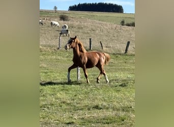 KWPN Mestizo, Yegua, 1 año, 165 cm, Alazán