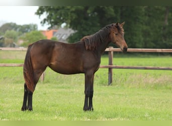 KWPN, Yegua, 1 año, 168 cm, Castaño