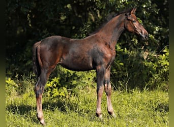 KWPN, Yegua, 1 año, 168 cm, Castaño