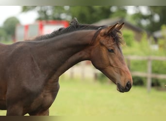 KWPN, Yegua, 1 año, 168 cm, Castaño