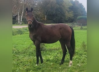 KWPN, Yegua, 1 año, 170 cm, Castaño