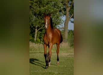 KWPN, Yegua, 1 año, Castaño