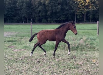 KWPN, Yegua, 1 año, Castaño