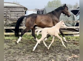KWPN, Yegua, 1 año, Palomino