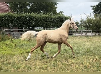 KWPN, Yegua, 1 año, Palomino