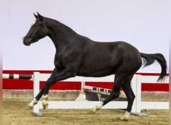 KWPN, Yegua, 2 años, 156 cm, Castaño oscuro