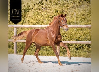 KWPN, Yegua, 2 años, 160 cm, Alazán-tostado