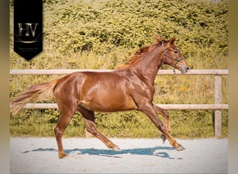 KWPN, Yegua, 2 años, 160 cm, Alazán-tostado