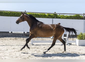 KWPN, Yegua, 2 años, 160 cm, Castaño