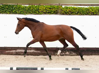 KWPN, Yegua, 2 años, 160 cm, Castaño oscuro