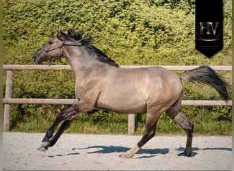 KWPN, Yegua, 2 años, 160 cm, Grullo
