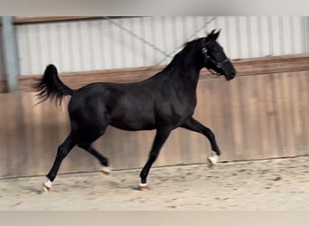 KWPN, Yegua, 2 años, 160 cm, Negro