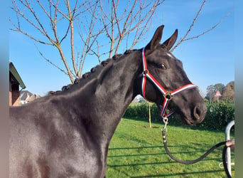 KWPN, Yegua, 2 años, 160 cm, Negro