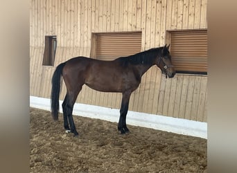 KWPN, Yegua, 2 años, 162 cm, Castaño oscuro