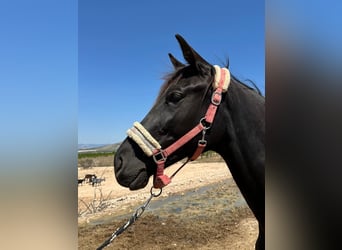 KWPN, Yegua, 2 años, 165 cm, Negro