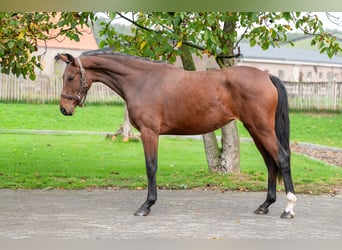 KWPN, Yegua, 2 años, 167 cm, Castaño