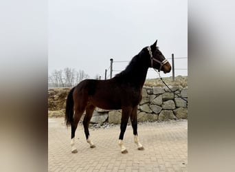 KWPN, Yegua, 2 años, 170 cm, Castaño