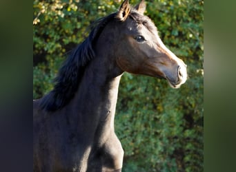 KWPN, Yegua, 2 años, 170 cm, Castaño