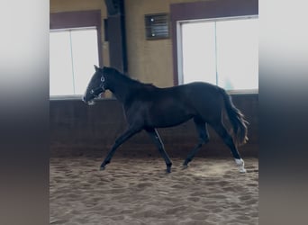 KWPN, Yegua, 2 años, 175 cm, Alazán-tostado