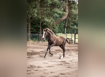 KWPN, Yegua, 2 años, 175 cm, Alazán-tostado