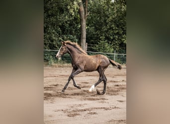KWPN, Yegua, 2 años, 175 cm, Alazán-tostado