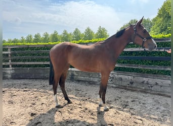 KWPN, Yegua, 2 años, Castaño