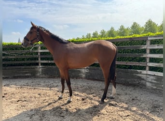 KWPN, Yegua, 2 años, Castaño