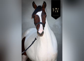 KWPN, Yegua, 2 años, Tobiano-todas las-capas