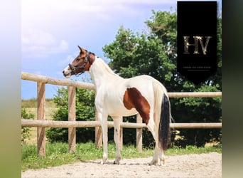 KWPN, Yegua, 2 años, Tobiano-todas las-capas