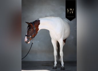 KWPN, Yegua, 2 años, Tobiano-todas las-capas