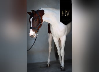 KWPN, Yegua, 2 años, Tobiano-todas las-capas