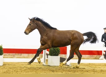 KWPN, Yegua, 3 años, 157 cm, Castaño