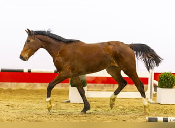 KWPN, Yegua, 3 años, 157 cm, Castaño